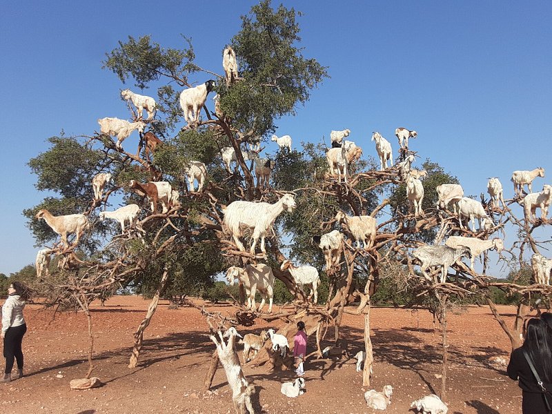 Transfer Service from Agadir to Essaouira