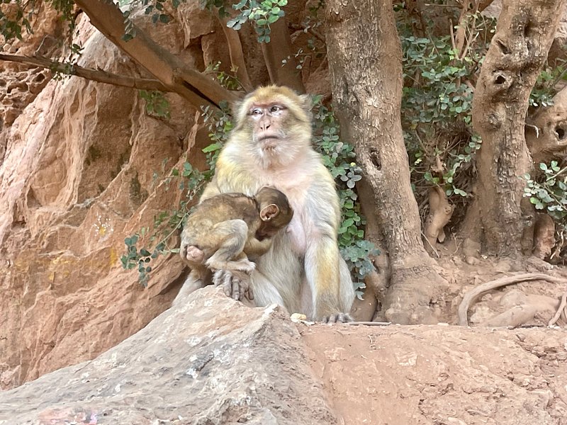 Marrakech to Ouzoud waterfalls Transfer