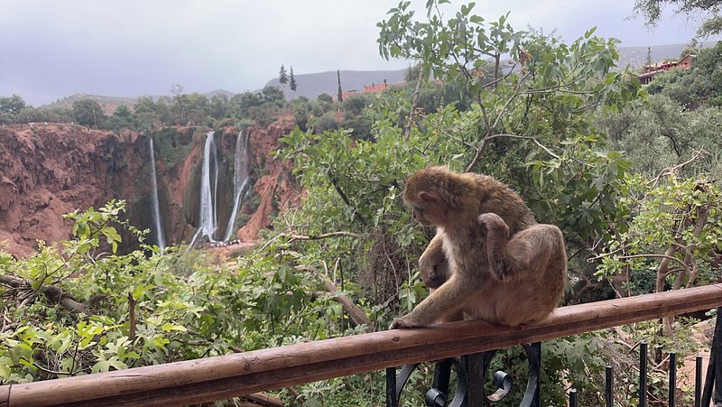 Marrakech to Ouzoud waterfalls Transfer